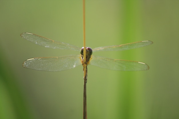 Foto libellen hockten auf dem gras