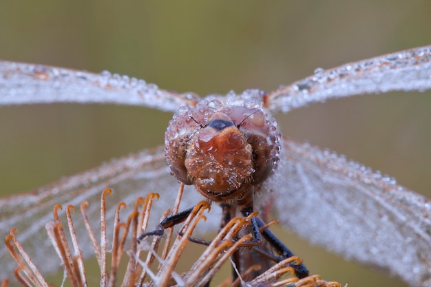 Libellen von Zentralrussland Morgendliches Erwachen