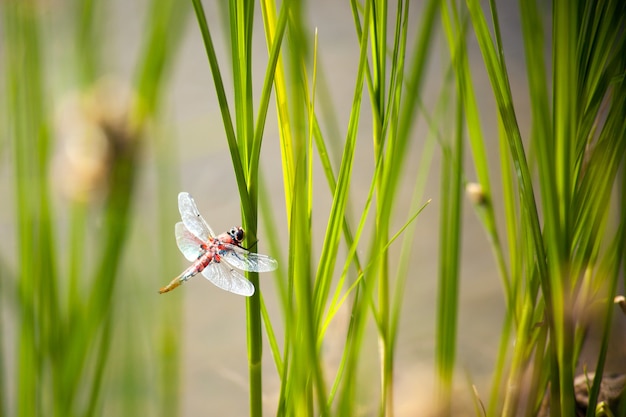 Libelleninsekt, das auf dem grünen Gras sitzt Sommerzeit in der Nähe von fliegenden Insekten am Meer