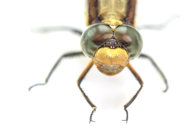 Libellenmakro lokalisiert auf weißem Hintergrund