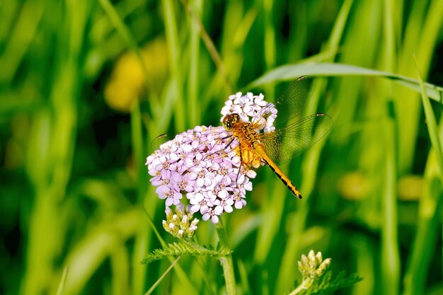 Libellenorange auf einer Blume