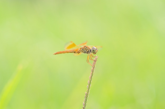 libélula al aire libre