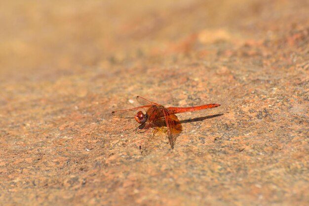 Foto la libélula de alas caídas rojas en la piedra trithemis pluvialis