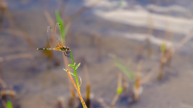 Una libélula amarilla del bosque encaramada en la parte superior de la hierba sobre el agua Hermoso paisaje natural con libélula