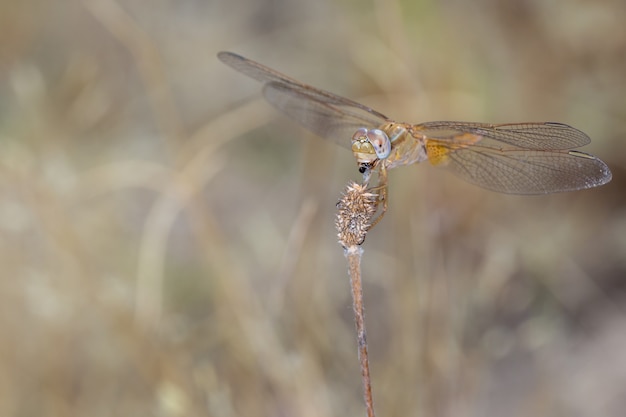 Libélula amarilla comiendo una hormiga.