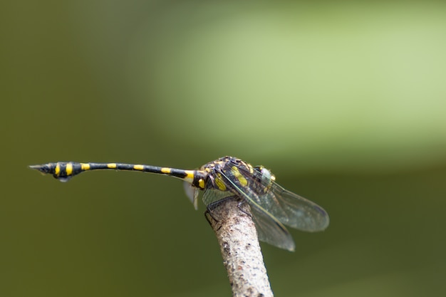 Libélula en amarillo y negro en una planta en salvaje borrosa un fondo de naturaleza verde