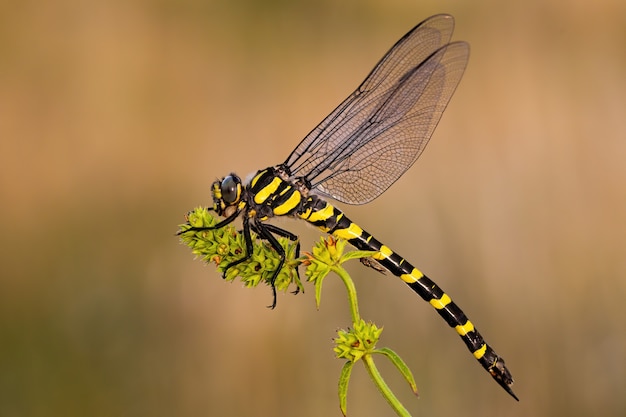 Libélula anillada dorada en verano al atardecer