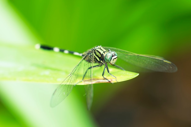 Libélula, animal, naturaleza, macro, bug.