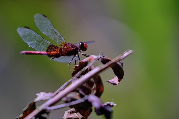 Libélula Anisoptera