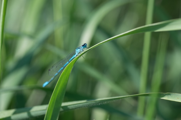 Libélula azul closeup em uma lâmina de grama verde