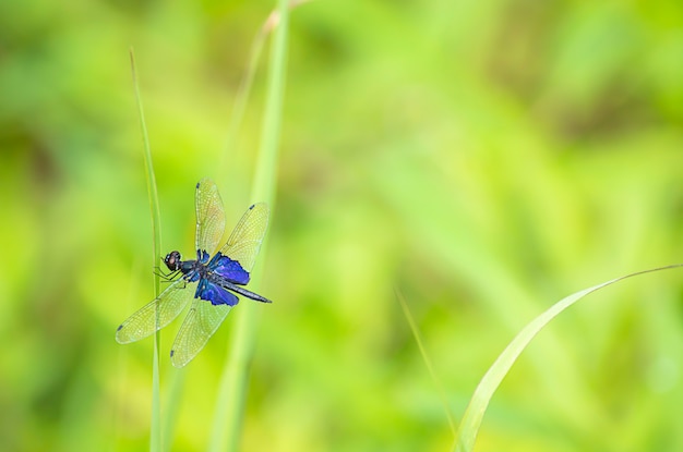 Libélula azul com asas transparentes nas folhas da grama fundo embaçada árvore verde.