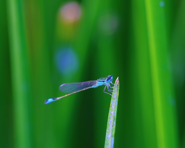 libélula azul em uma folha