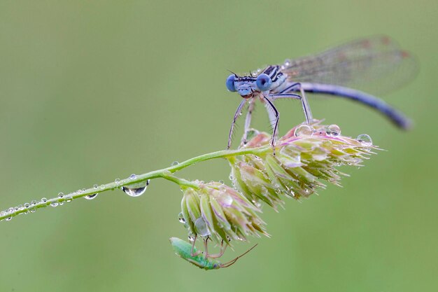 Libélula azul está sentada na grama em um prado. libélula de inseto fechar macro..