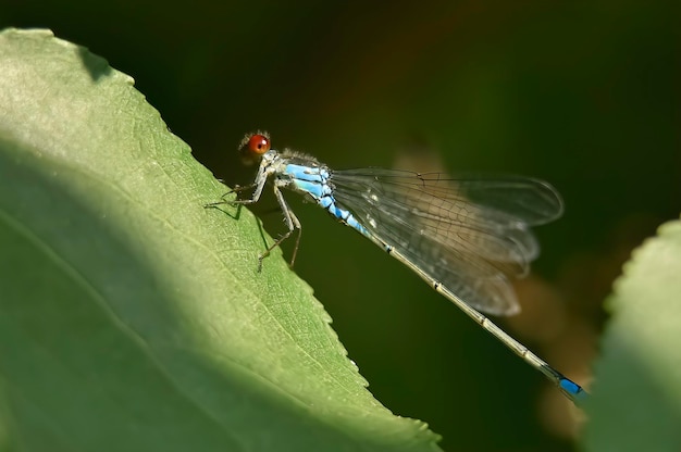 Libélula azul en la hoja