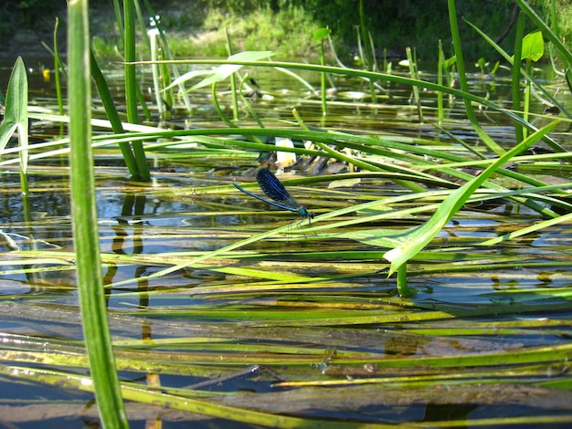 Libélula azul sentada en un palo sobre el agua