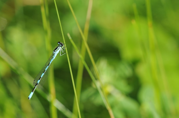 Libélula azul, sentado em uma haste de grama