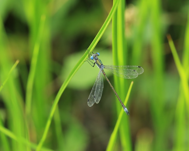 libélula azul sobre una hoja verde