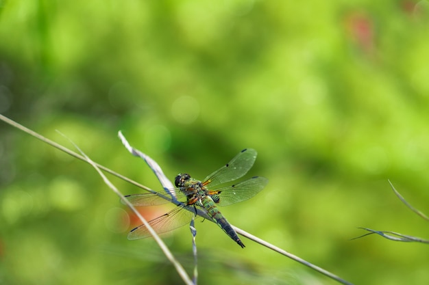 Una libélula brillante se sienta en una paja