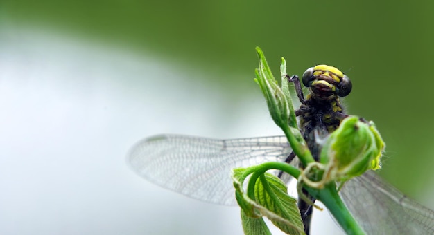 una libélula con cabeza verde y ojos amarillos