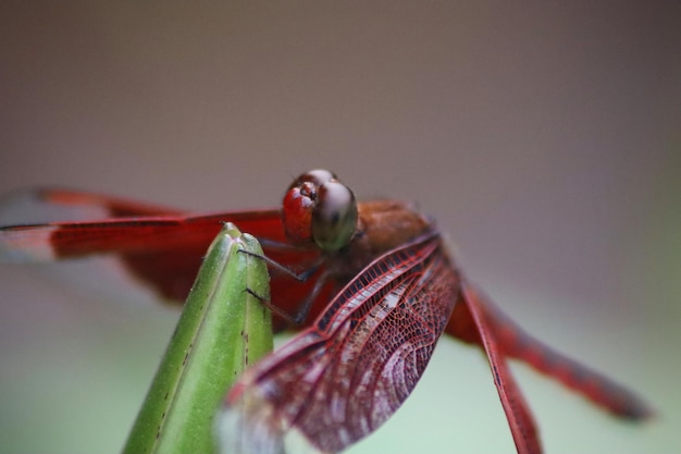 Una libélula con la cara roja y la cabeza verde.