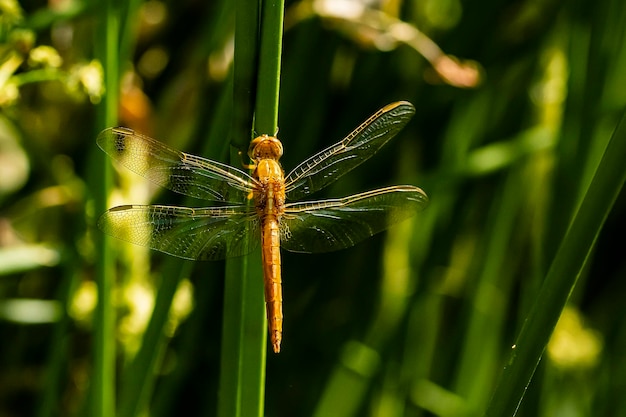 Foto libélula colorida en rama pequeña