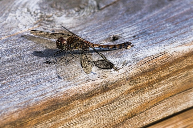Libélula com asas espalhadas em uma grade de madeira de um terraço na Suécia Fechar