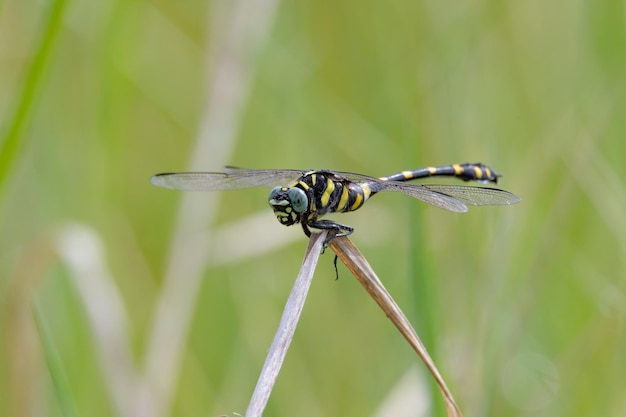 Foto libélula com bokeh desfocar o fundo