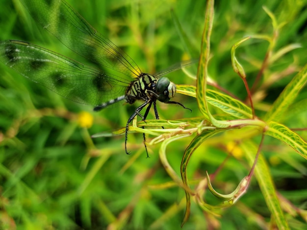 Libélula Commond em craspedia sob a luz do sol em uma flor com uma foto desfocada