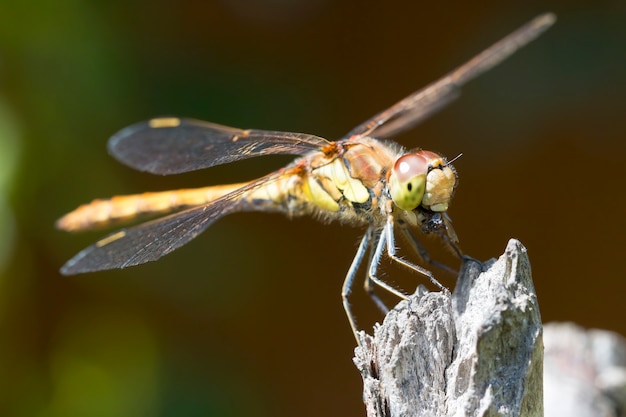 Libélula comum ao sol sentada em um galho e comendo uma mosca