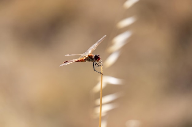 Una libélula darter común Sympetrum striolatum descansando al sol día soleado