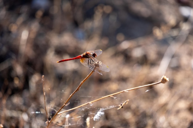 Una libélula darter común Sympetrum striolatum descansando al sol día soleado