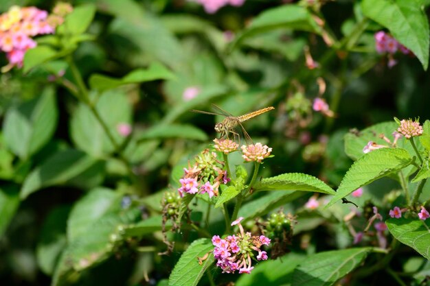 Libélula de flores cor-de-rosa