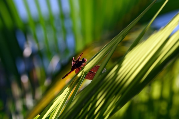Una libélula descansa en el jardín. Macro naturaleza de Bali, Indonesia.