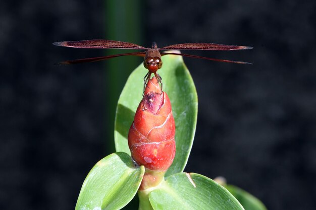 Foto una libélula descansa en el jardín. macro naturaleza de bali, indonesia.