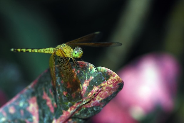 Una libélula descansa en el jardín. Macro naturaleza de Bali, Indonesia.
