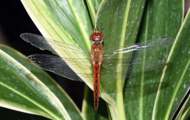 Una libélula descansa en el jardín. Macro naturaleza de Bali, Indonesia.