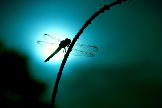 Libélula descansando na haste no fundo da natureza