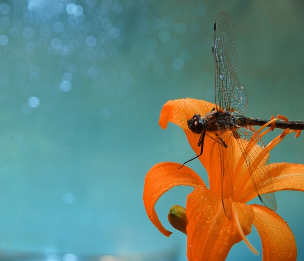 Una libélula descansando sobre una flor de azucena naranja contra un cielo azul con salpicaduras de agua o gotas de lluvia, fotografía macro