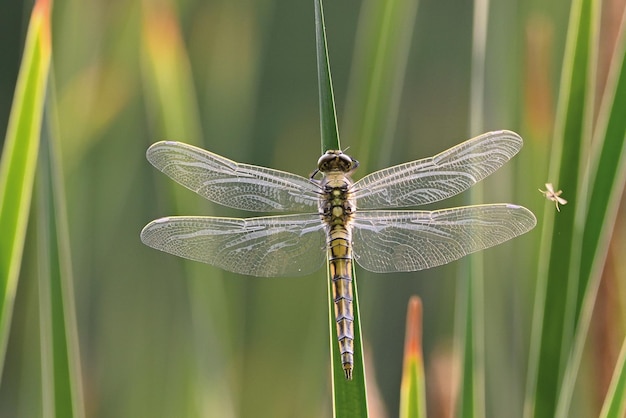 libélula descansando sobre una hoja