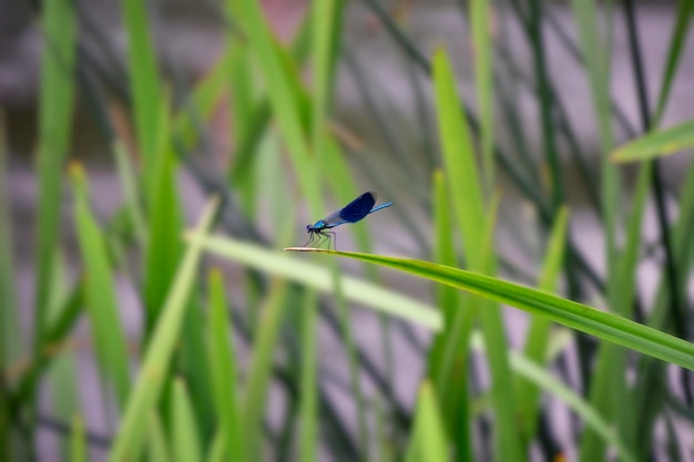 Libélula do rio azul em uma folha de juncos New Bug Ucrânia