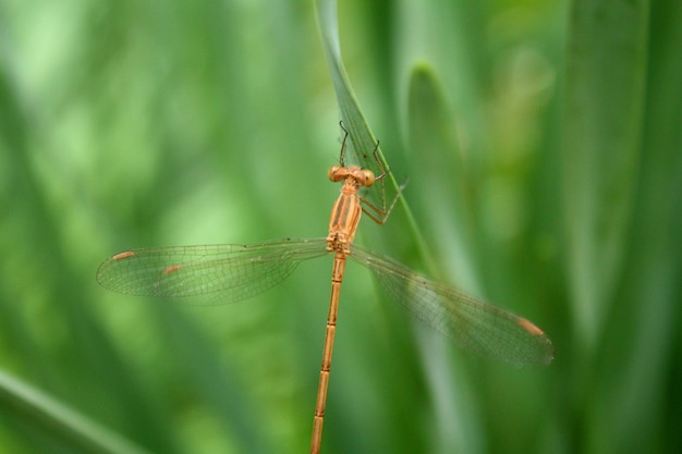 Foto libélula dorada en una planta