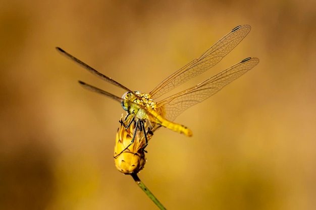 Libélula em pequena flor sem pétalas