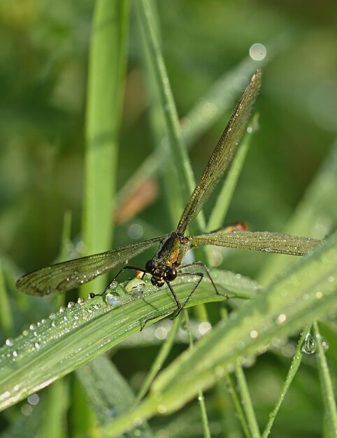 Libélula em uma folha verde