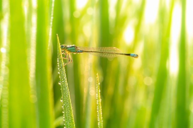 Libélula encaramada encima de una hoja de arroz con gotas de agua