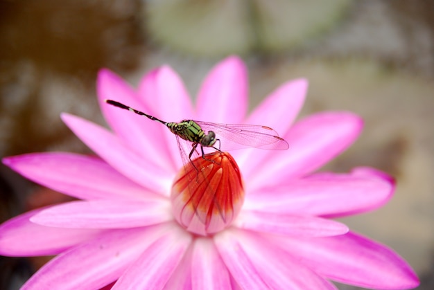 una libélula encaramada en una flor de loto floreciente