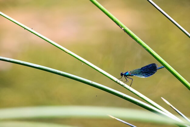 libélula flecha azul junto al agua