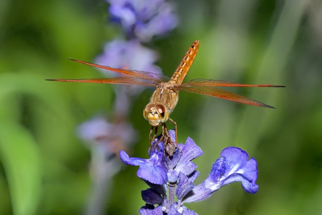 Foto libélula en flor azul