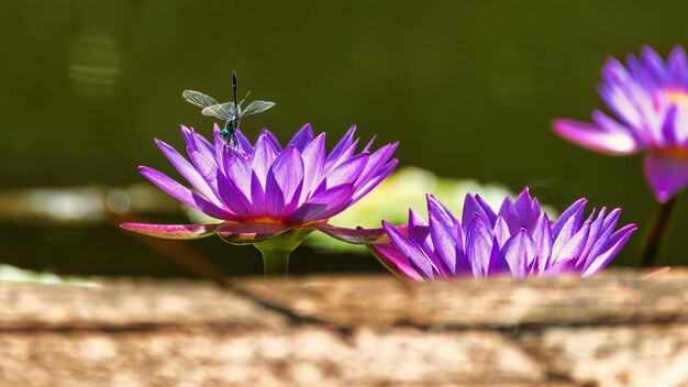 Foto libélula en la flor hermosa