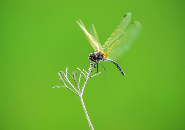 libélula en el fondo de la naturaleza verde