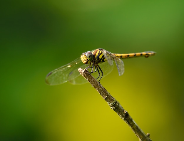 Libélula en el fondo de la naturaleza